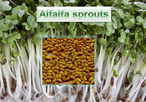 alfalfa sprouts in marathi